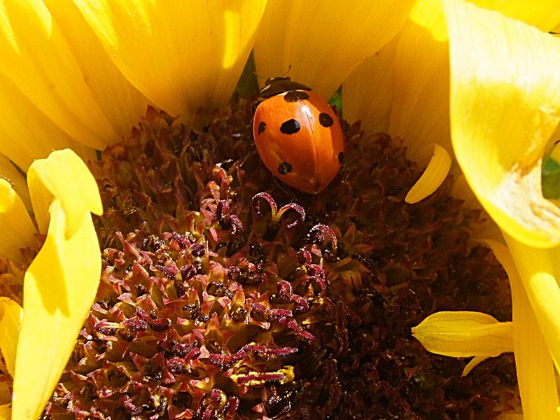 <p>ladybird in a sun flower</p>