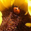 4938   ladybug in sunflower