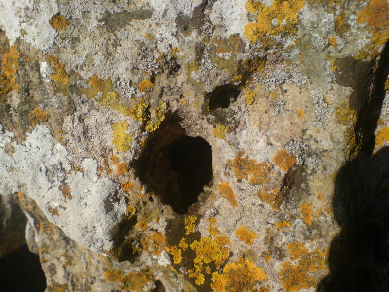 <p>lichen growing on a&nbsp; rock</p>