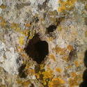 4480   lichen rock