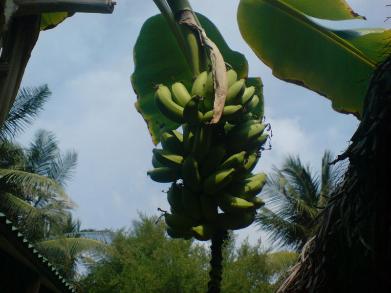 <p>banana plant maldives</p>