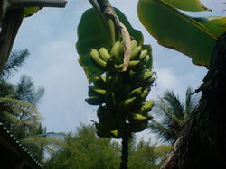 4465   maldives banana plant