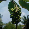 4465   maldives banana plant