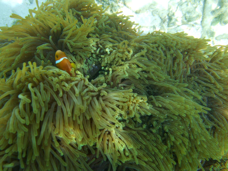 <p>maldivian clown fish / anemonefish</p>