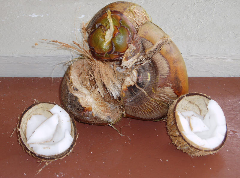 <p>sliced open coconuts</p>OLYMPUS DIGITAL CAMERA         
