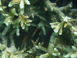 4472   maldives corals