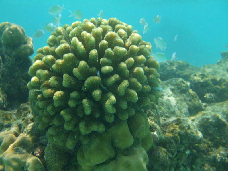 <p>coral maldives</p>