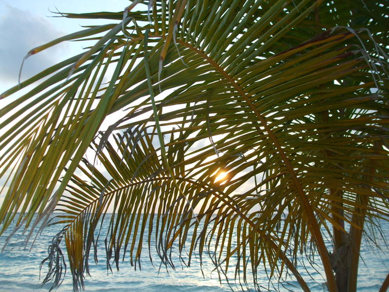 <p>sunset beach palm - maldives</p>