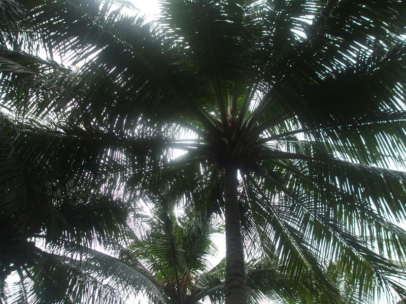 <p>maldivian-sky-palm.jpg</p>