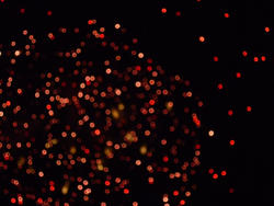 4774   boke firework lights