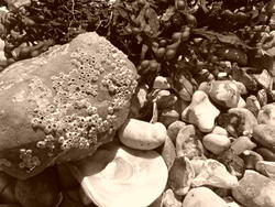 4580   pebbles black and white