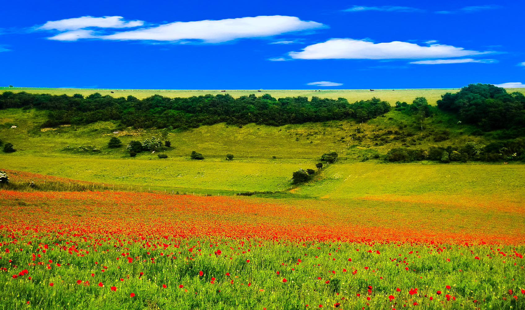 Free Stock Photo 4659 poppy fields sussex downs | freeimageslive