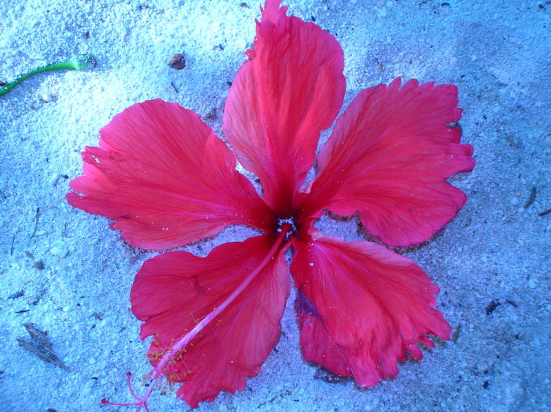<p>red flower on sand</p>