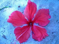 4505   red flower maldives