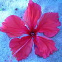 4505   red flower maldives