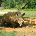4780   rhino in mud
