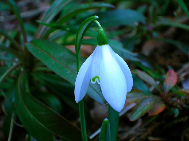 <p>a single snow drop flower in the woods</p>          