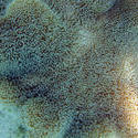 4531   stinging coral