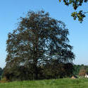 4635   tree in a hampshire field