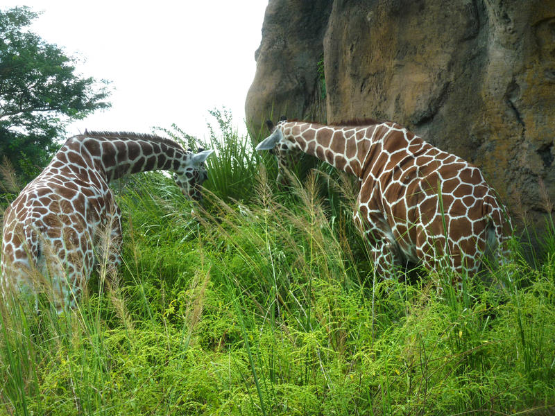 a pair of giraffe feeding on grass and plants