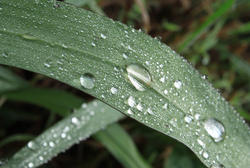 4665   water drops on leaf