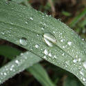 4665   water drops on leaf