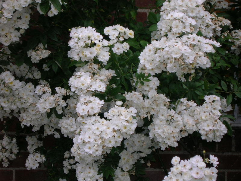<p>small white flowers</p>