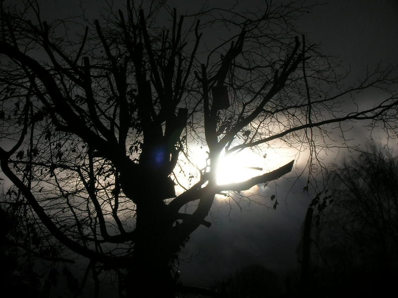 <p>moonlight through tree branches</p>