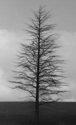 4651   winter tree