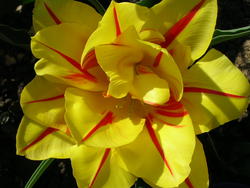 4502   yellow fancy tulip