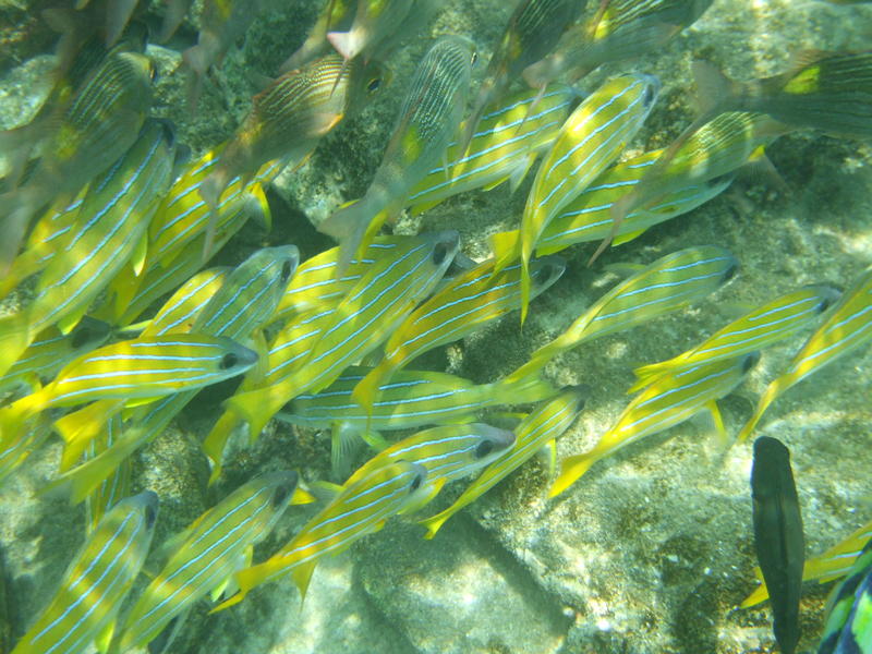 <p>yellow fish maldives</p>