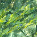 4532   yellow fish maldives