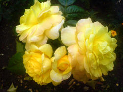 4488   yellow rose