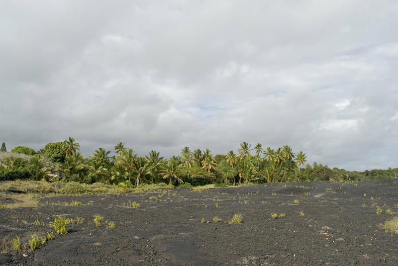 line of trees at the edge of the lava flow