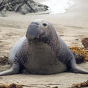 5704   elephant seal alpah male