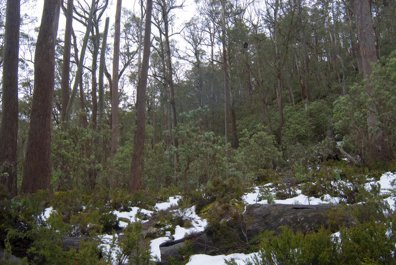 winter forested hillside landscape, tasmania