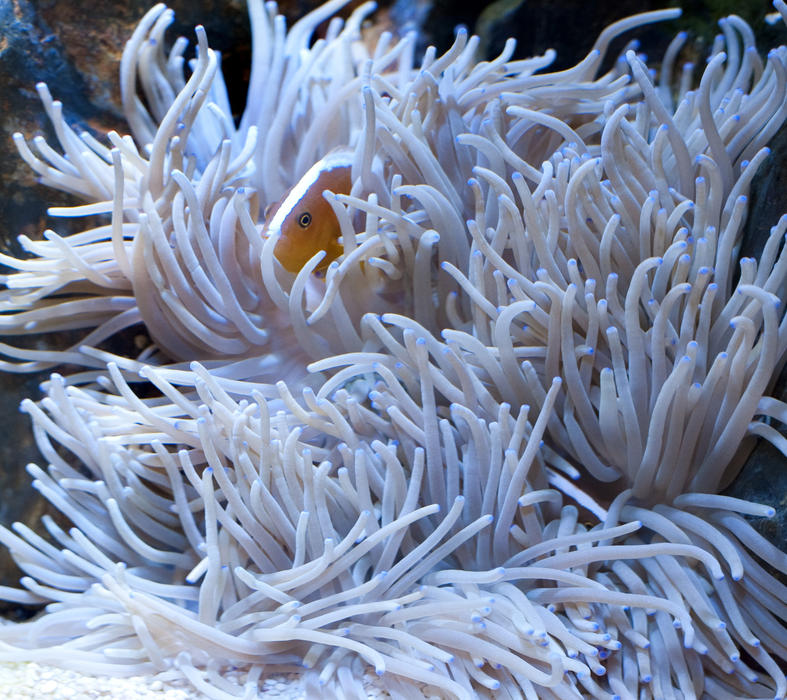 a small orange colored clownfish swimming in the tentacles of a sea anemone