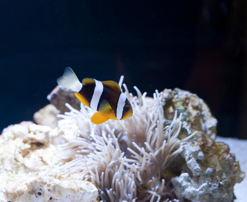 Colourful anemonefish or clownfish swimming just above the poisonous tentacles of the sea urchin to which it is immune so that it can enjoy a symbiotic mutualism in which it shelters amonst them
