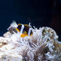 7391   Colourful anemonefish