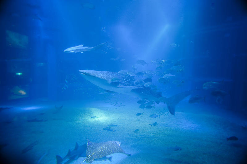 Whale shark swimming underwater in a large marine aquarium filter feeding accompanied by smaller fish