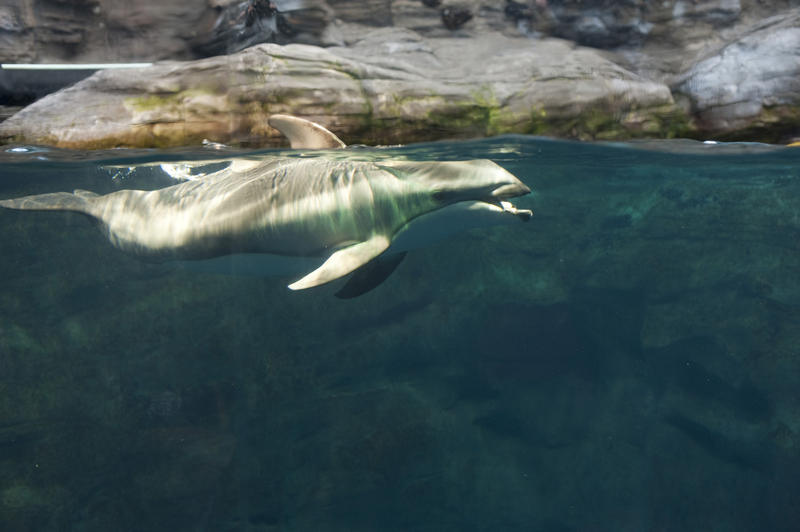 Dolphin swimming in an aquarium tank visible above and below water through a special viewing window