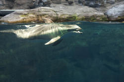 7407   Dolphin swimming in an aquarium tank