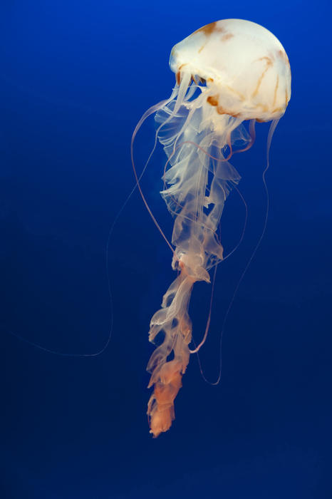 Jellyfish with long trailing tentacles swimming underwater in a marine aquarium display