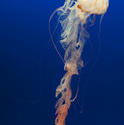 7408   Jellyfish with long trailing tentacles