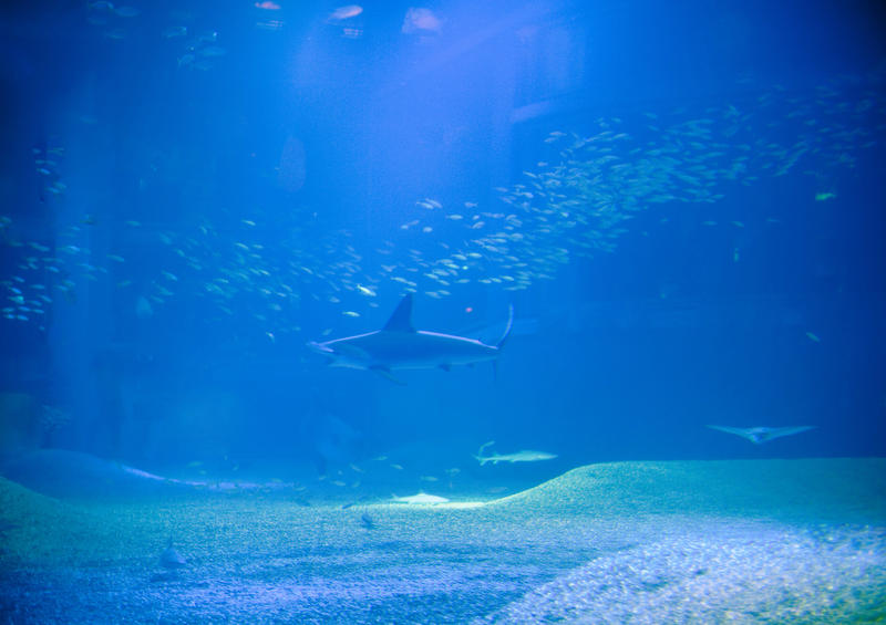 Hammerhead shark swimming underwater in the distance in a marine aquarium