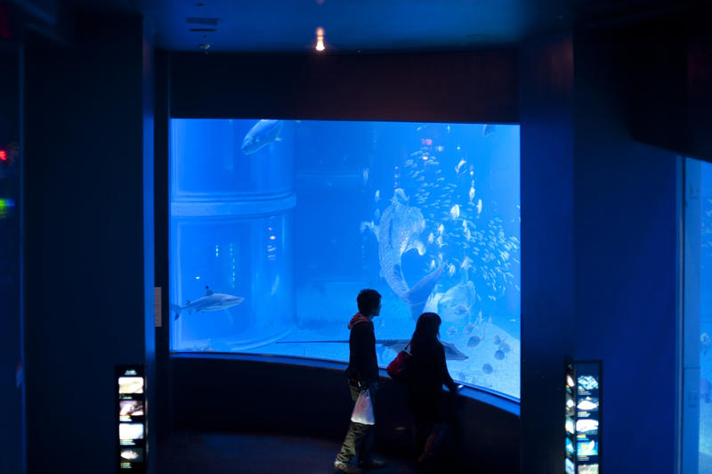 People viewing an underwater aquarium exhibit through a large window as they marvel at the biodiversity of marine life