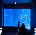 7417   People viewing an aquarium exhibit