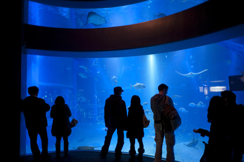 Group of visitors viewing a large marine aquarium watching a diversity of fish and sealife swimming around in the blue depths