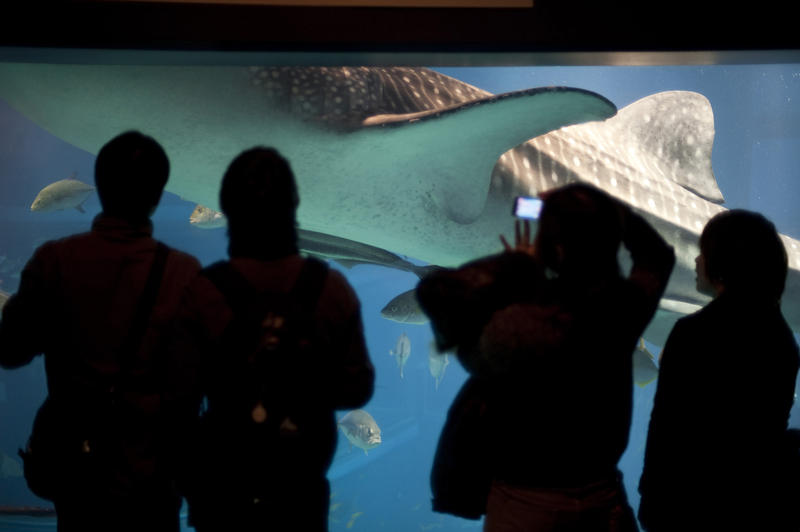 Tourists standing at a viewing window in a commercial marine aquarium watching a whale shark swim past
