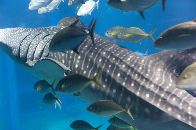 Closeup view of a large whale shark swimming underwater in an aquarium filter-feeding on plankton accompanied by smaller fish with a clear view of the gills through which ingested water is expelled